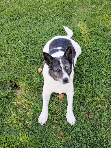 Pet Supply Store «Pet Supply», reviews and photos, 18545 Brookhurst St, Fountain Valley, CA 92708, USA