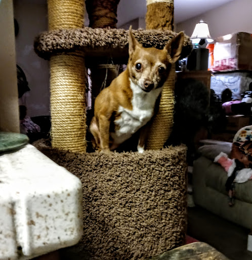 Pet Supply Store «Western Feed & Pet Supply», reviews and photos, 8980 Greenback Ln, Orangevale, CA 95662, USA