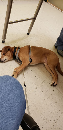 Pet Supply Store «PetSmart», reviews and photos, 1275 N Military Hwy, Norfolk, VA 23502, USA