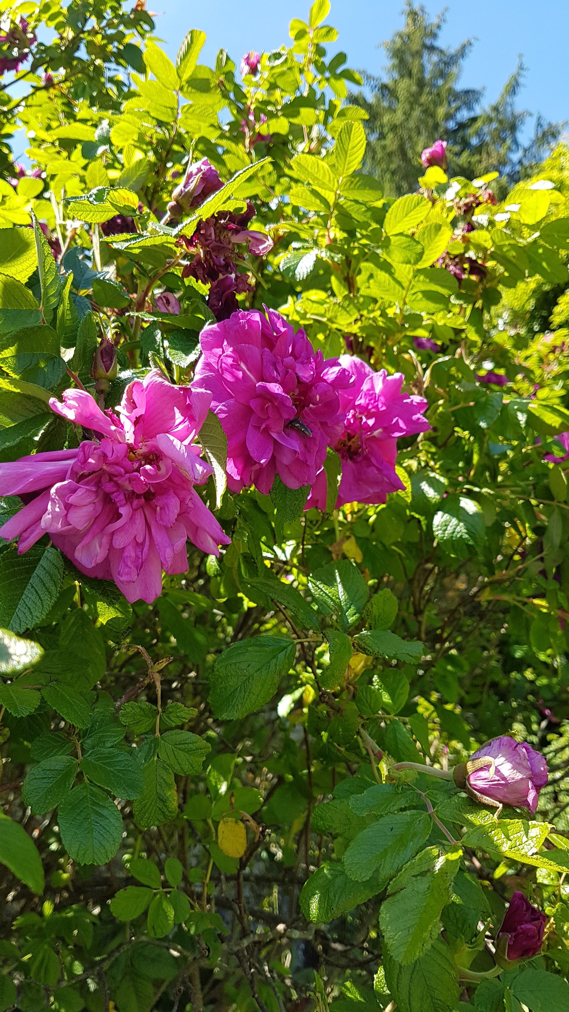 Photo n° 22 de l'avis de Daniel.r fait le 29/05/2020 à 14:41