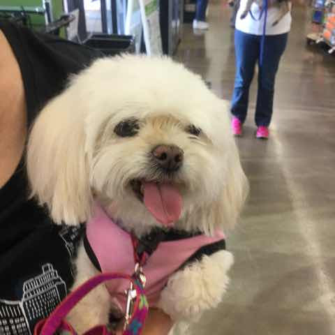 Pet Supply Store «Pet Supplies Plus», reviews and photos, 1676 E Summit St, Crown Point, IN 46307, USA