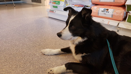 Rings Dyrehospital - the Small Animal Clinic in Ringe, Faaborg-Midtfyn