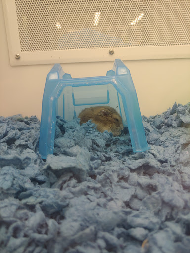 Pet Supply Store «Petco Animal Supplies», reviews and photos, 2617 196th St SW #141, Lynnwood, WA 98036, USA