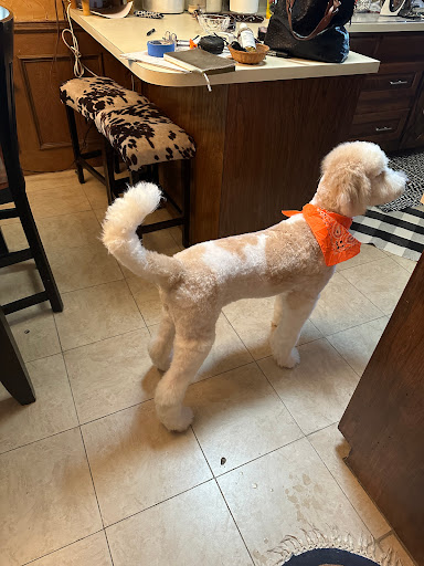 Pet Perfect Salon Dallas