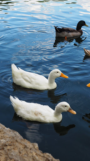 Art Museum «The Parthenon», reviews and photos, 2500 West End Ave, Nashville, TN 37203, USA