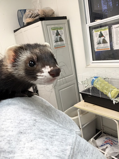 Animal Shelter «Coastal Humane Society», reviews and photos