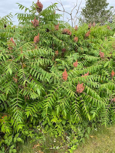 Nature Preserve «Volo Bog», reviews and photos, 28478 W Brandenburg Rd, Ingleside, IL 60041, USA