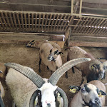 Photo n° 4 de l'avis de Emmanuel.o fait le 23/09/2020 à 19:36 pour Parc Animalier Etxola à Sare