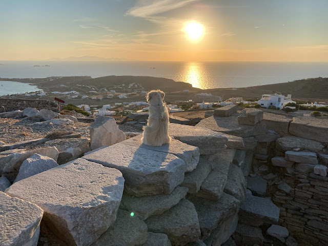 Apex Veterinary Ophthalmology Specialists