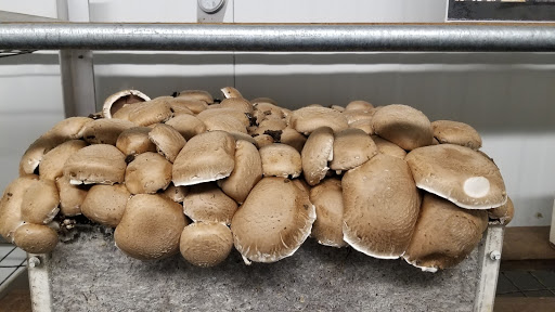 Produce Market «The Woodlands at Phillips», reviews and photos, 1020 Kaolin Rd, Kennett Square, PA 19348, USA