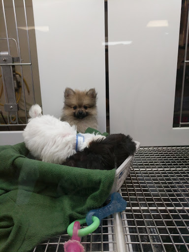 Pet Store «Petland Las Vegas», reviews and photos, 8800 W Charleston Blvd #3, Las Vegas, NV 89145, USA