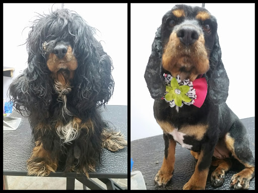 Pet Groomer «Barking Beauties pet Boutique», reviews and photos, 112 E 2nd St S, Newton, IA 50208, USA