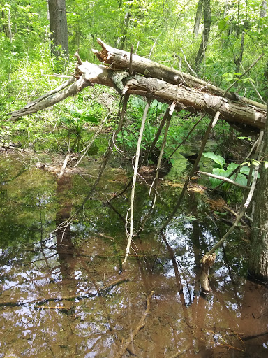 State Park «Wilson Mountain Reservation», reviews and photos, 384 Common St, Dedham, MA 02026, USA