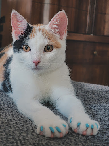 Pet Supply Store «Pet Supplies Plus», reviews and photos, 713 Brandilynn Blvd, Cedar Falls, IA 50613, USA