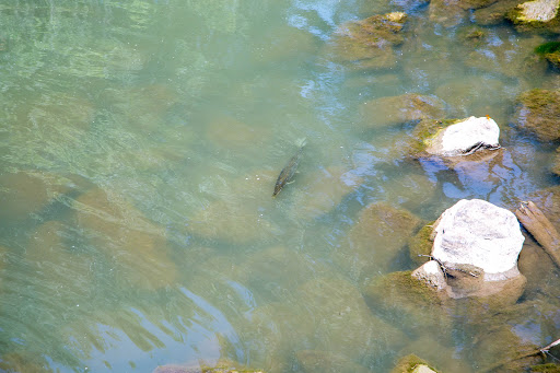 Park «Bob Findlay Linear Park», reviews and photos, 900 Findlay Dr, Arlington, TX 76012, USA