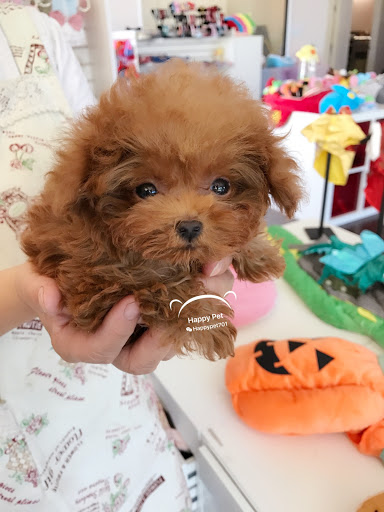 Pet Store «Happy Pet», reviews and photos, 701 E Valley Blvd, San Gabriel, CA 91776, USA