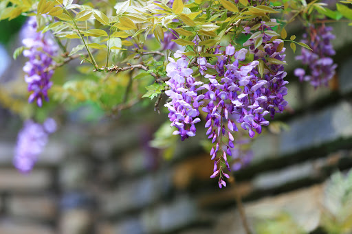 National Park «Greenbelt Park», reviews and photos, 6565 Greenbelt Rd, Greenbelt, MD 20770, USA