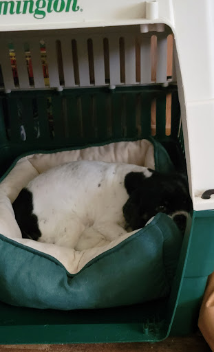 Pet Supply Store «PetSmart», reviews and photos, 4013 Wisconsin 28, Kohler, WI 53081, USA