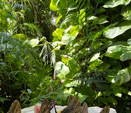 Mariposario de Xcaret photo