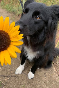 Gentle Pet Protectors - Photo 8 - Car repair in Dearborn, MI, Detroit