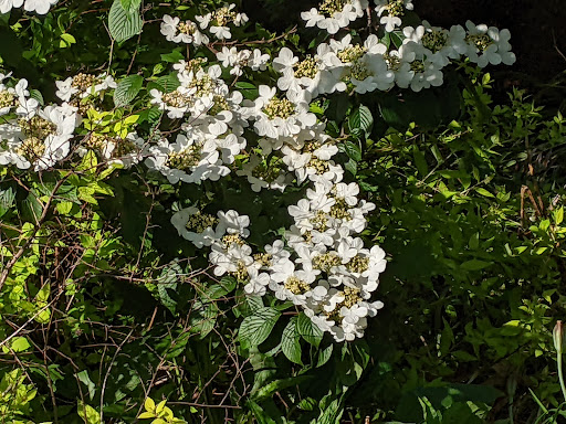 Golf Course «Forest Park Golf Course», reviews and photos, 101 Forest Park Dr, Woodhaven, NY 11421, USA