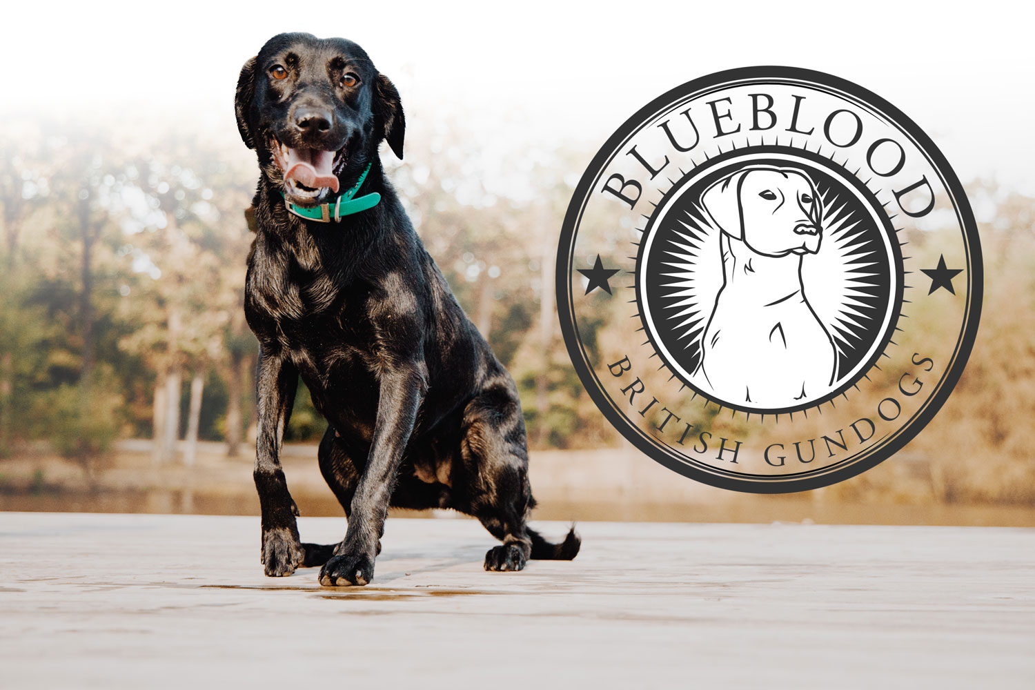 Blueblood British Gundogs