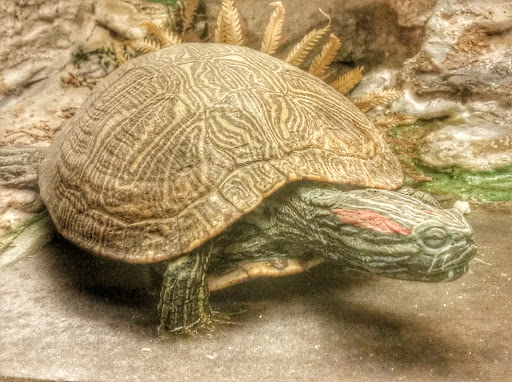 Museum «Texas Memorial Museum», reviews and photos, 2400 Trinity St, Austin, TX 78705, USA