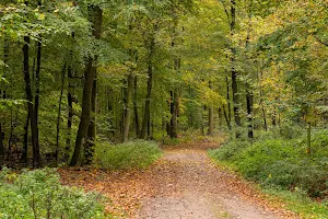 Buchenwälder im Rosengarten image