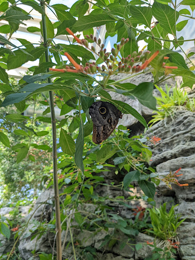 Museum «Peggy Notebaert Nature Museum», reviews and photos, 2430 N Cannon Dr, Chicago, IL 60614, USA