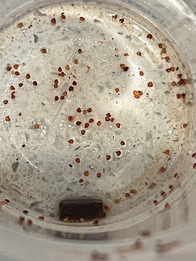 Coffee Shop «Starbucks», reviews and photos, 101 W Campbell Rd, Richardson, TX 75080, USA