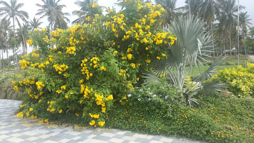 Google Maps image 30