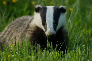 Badger Watch Dorset image