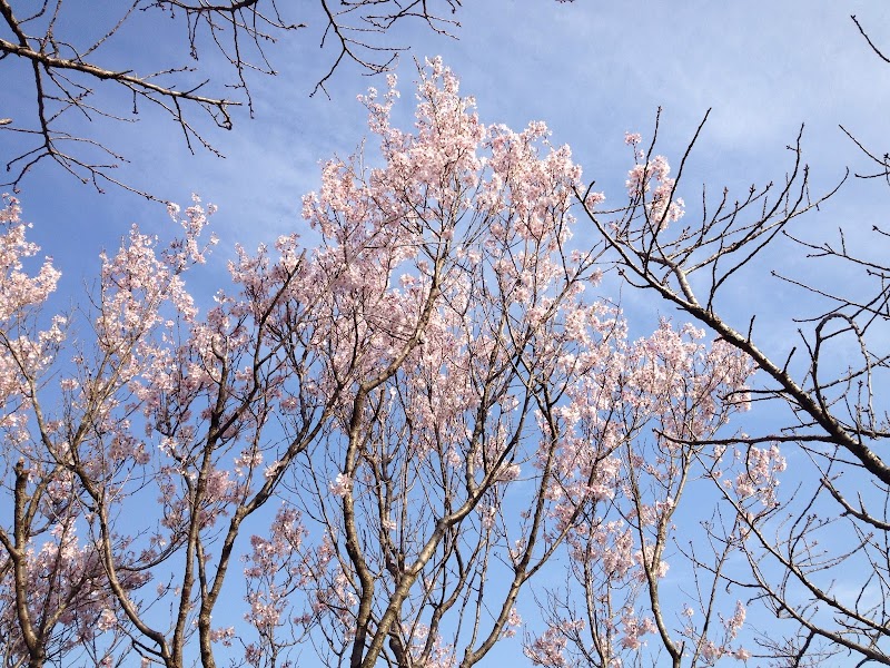 鶴牧西公園内シダレサクラ