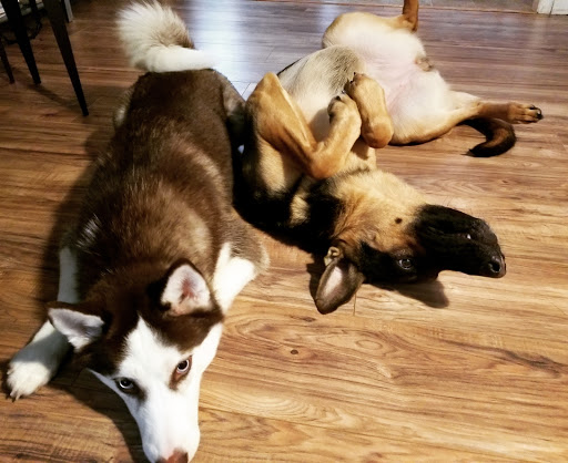 Pet Supply Store «The Village Pet Shoppe, LLC», reviews and photos, 1150 Carlisle St, Hanover, PA 17331, USA