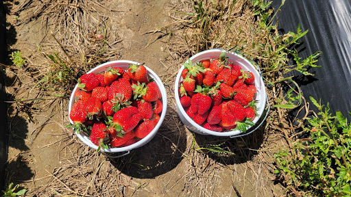 Tourist Attraction «Mitcham Farm», reviews and photos, 797 W Macedonia Church Rd, Oxford, GA 30054, USA