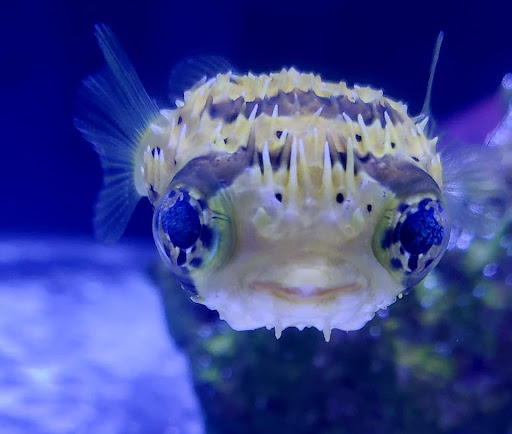 Aquarium «Aquatic Design & Development Group, LLC», reviews and photos, 1725 SW 17th St, Ocala, FL 34471, USA