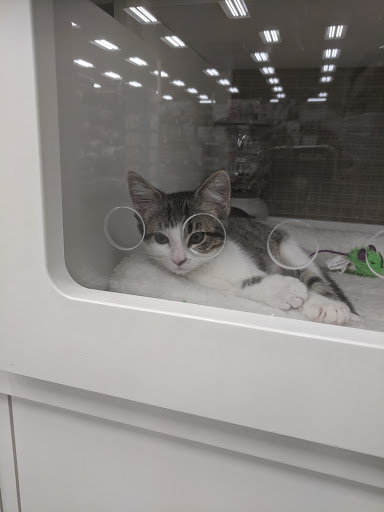 Pet Supply Store «Petco Animal Supplies», reviews and photos, 210 Nut Tree Pkwy, Vacaville, CA 95687, USA