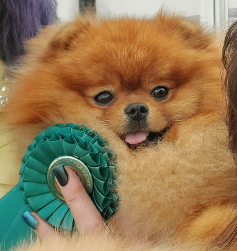 Tnt Pomeranians