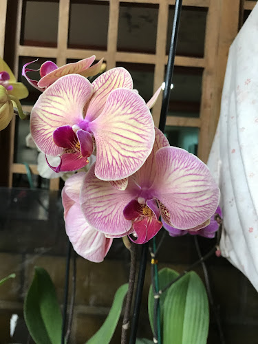 Comentarii opinii despre Todo Plantas