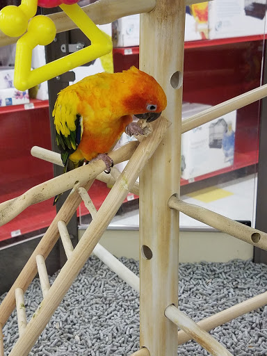 Pet Supply Store «Petco Animal Supplies», reviews and photos, 405 W Loop 281, Longview, TX 75605, USA