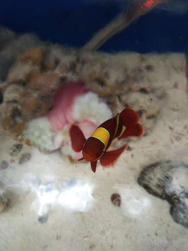 Pet Store «Brooklyn Zoo & Aquarium Pet Store», reviews and photos, 2377 Ralph Ave, Brooklyn, NY 11234, USA