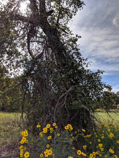 Park «Bob Jones Park», reviews and photos, 3901 N White Chapel Blvd, Southlake, TX 76092, USA