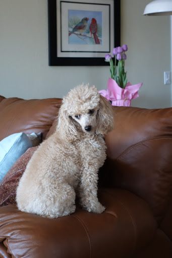 Perks 4 Pets, 7228 Manatee Ave W, Bradenton, FL 34209, USA, 