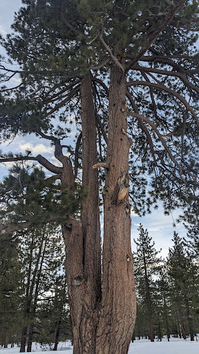 Tahoe Outdoor Adventures image