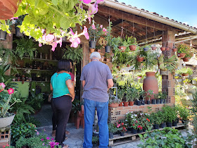 Sementeira Folhagem Verde - AquitemPE