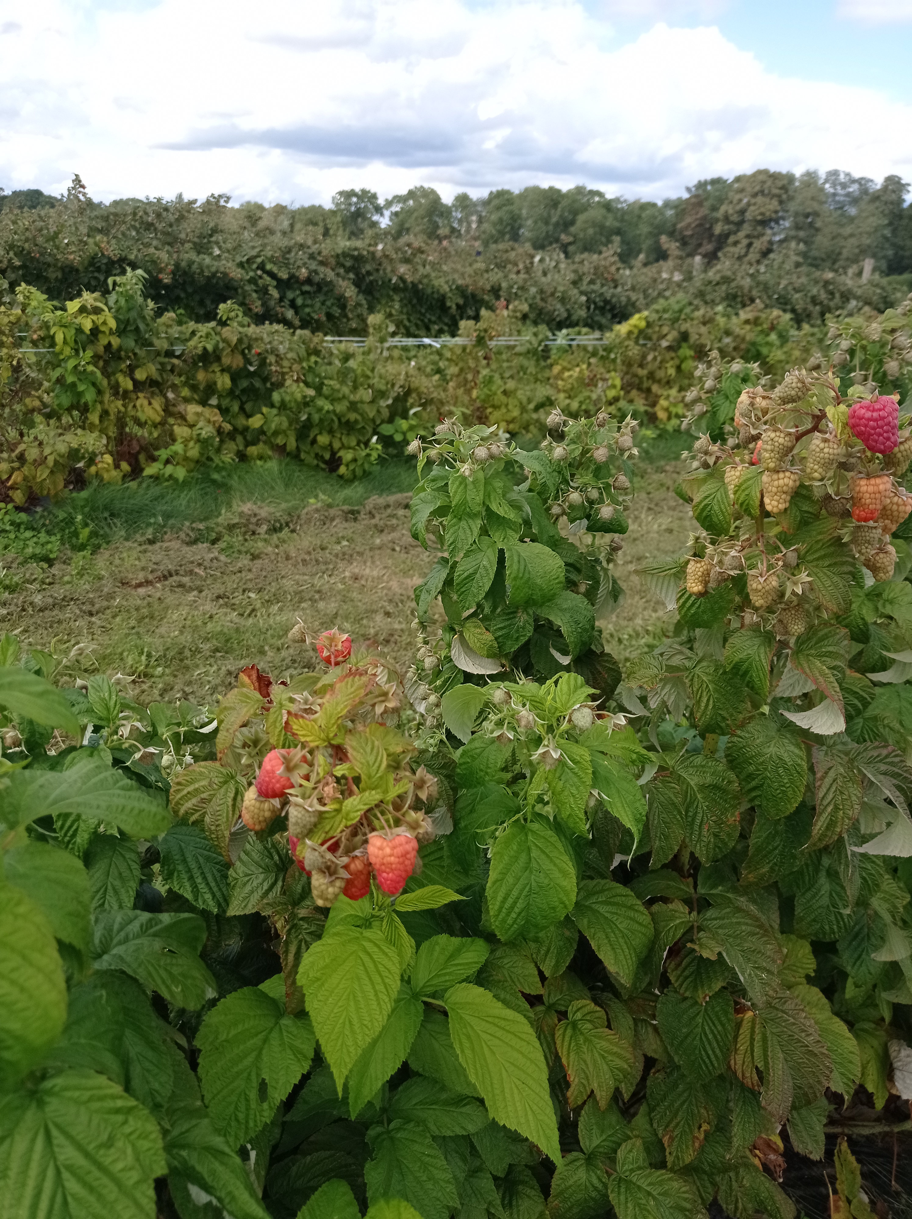 Photo n° 8 de l'avis de alexandre.u fait le 27/08/2023 à 13:21