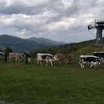 Photo n° 2 de l'avis de cynthia.i fait le 14/06/2019 à 16:00 pour Ferme Auberge du Treh à Markstein