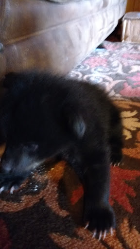 Zoo «Chestatee Wildlife Preserve & Zoo», reviews and photos, 469 Old Dahlonega Hwy, Dahlonega, GA 30533, USA