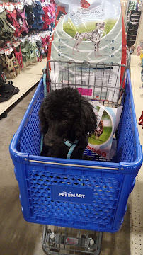 PetSmart - Photo 9 - Car repair in Warner Robins, GA, Macon