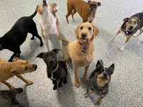 4 Paws Unleashed - Car repair in Clive, IA, Des Moines - Rated 4.6/5